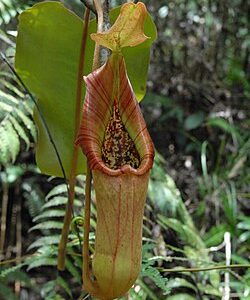 nepenthes truncata pitcher
